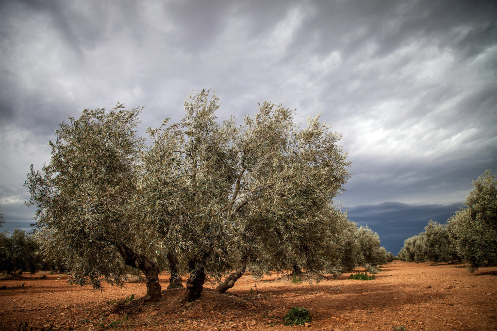 Curiosidades históricas: Séneca y los olivos — Omnivoraz