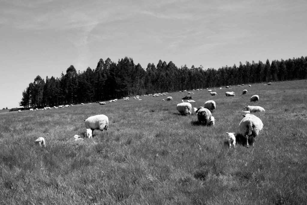 Joan Alibés: la ganadería busca su terreno — Omnivoraz