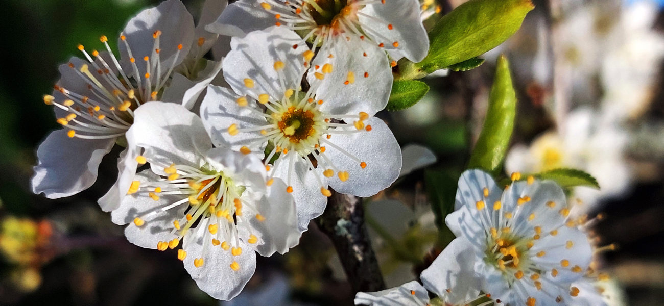 El mito griego de la primavera — Omnivoraz